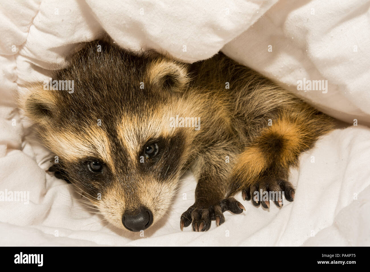 Un bambino Raccoon presso un ospedale per animali in New England. Foto Stock