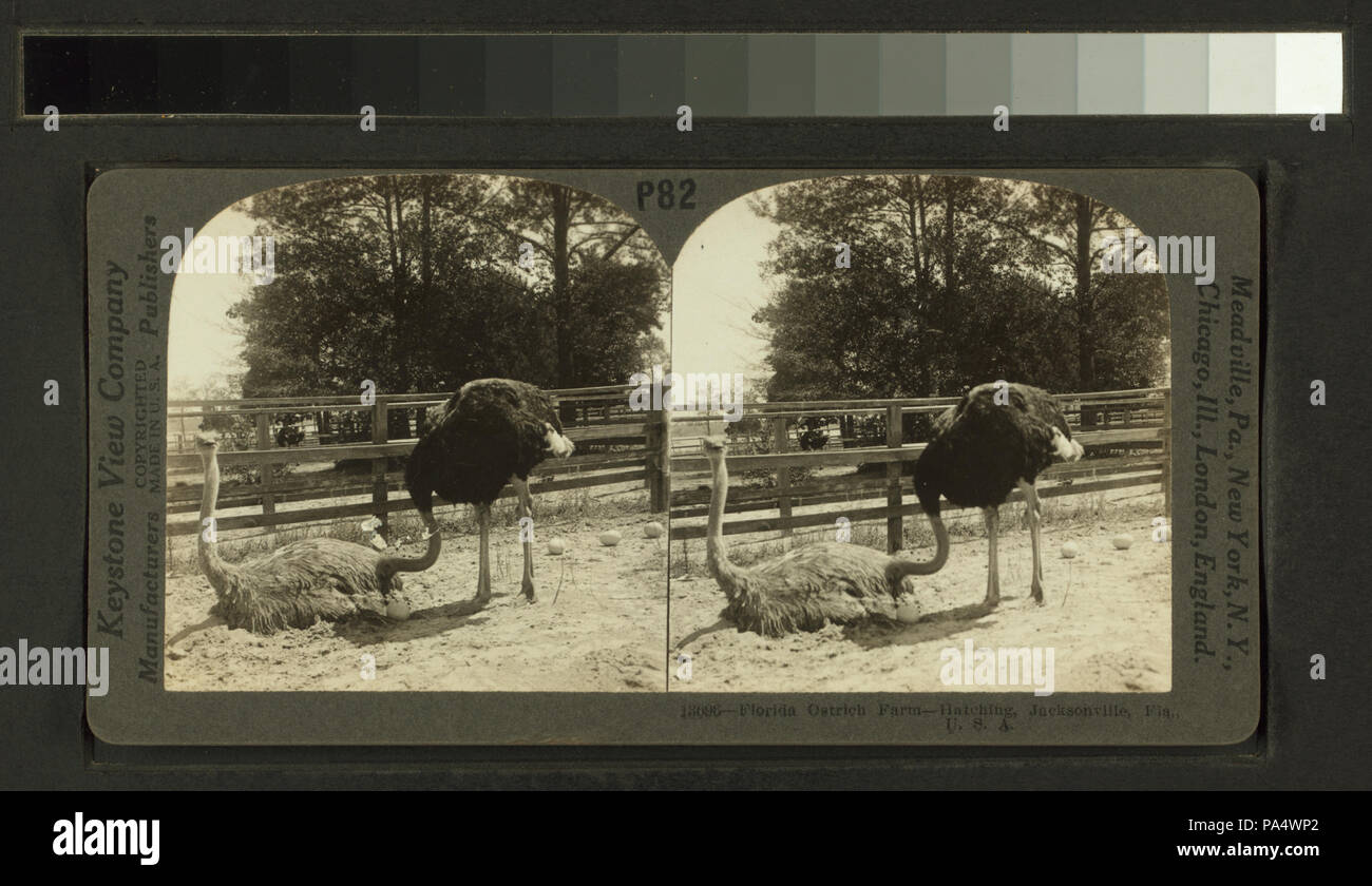 658 Florida azienda di struzzi - schiusa, Jacksonville, Florida, U. S. UN (NYPL B11707400-G90F124 029F) Foto Stock