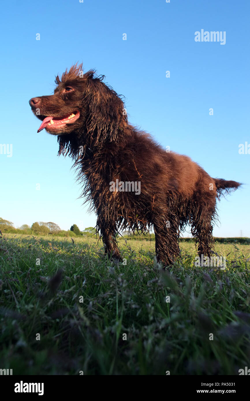 Brown lavora cocker spaniel in un campo Foto Stock