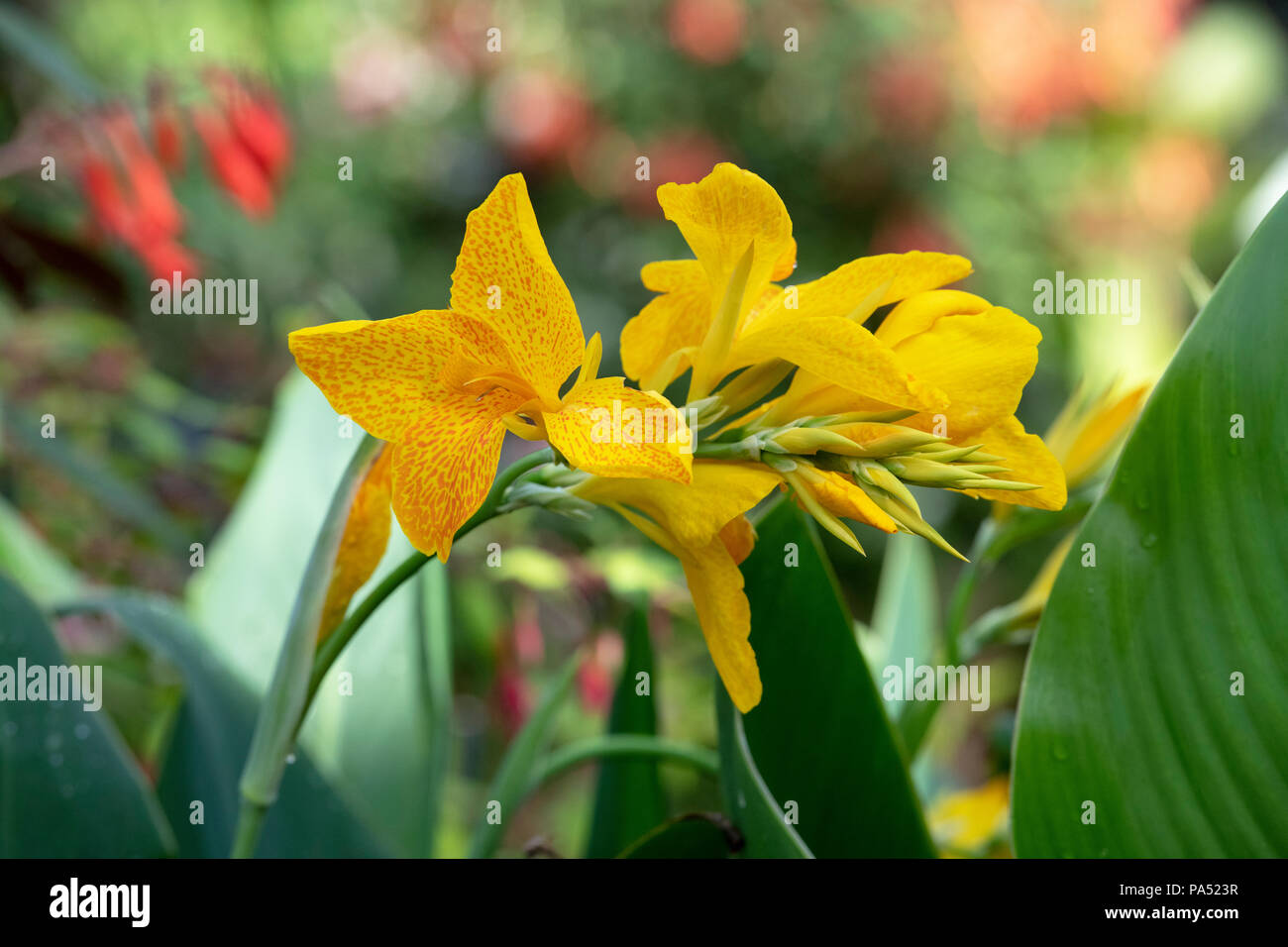 Canna lily 'Leopoldii' Fiore Foto Stock