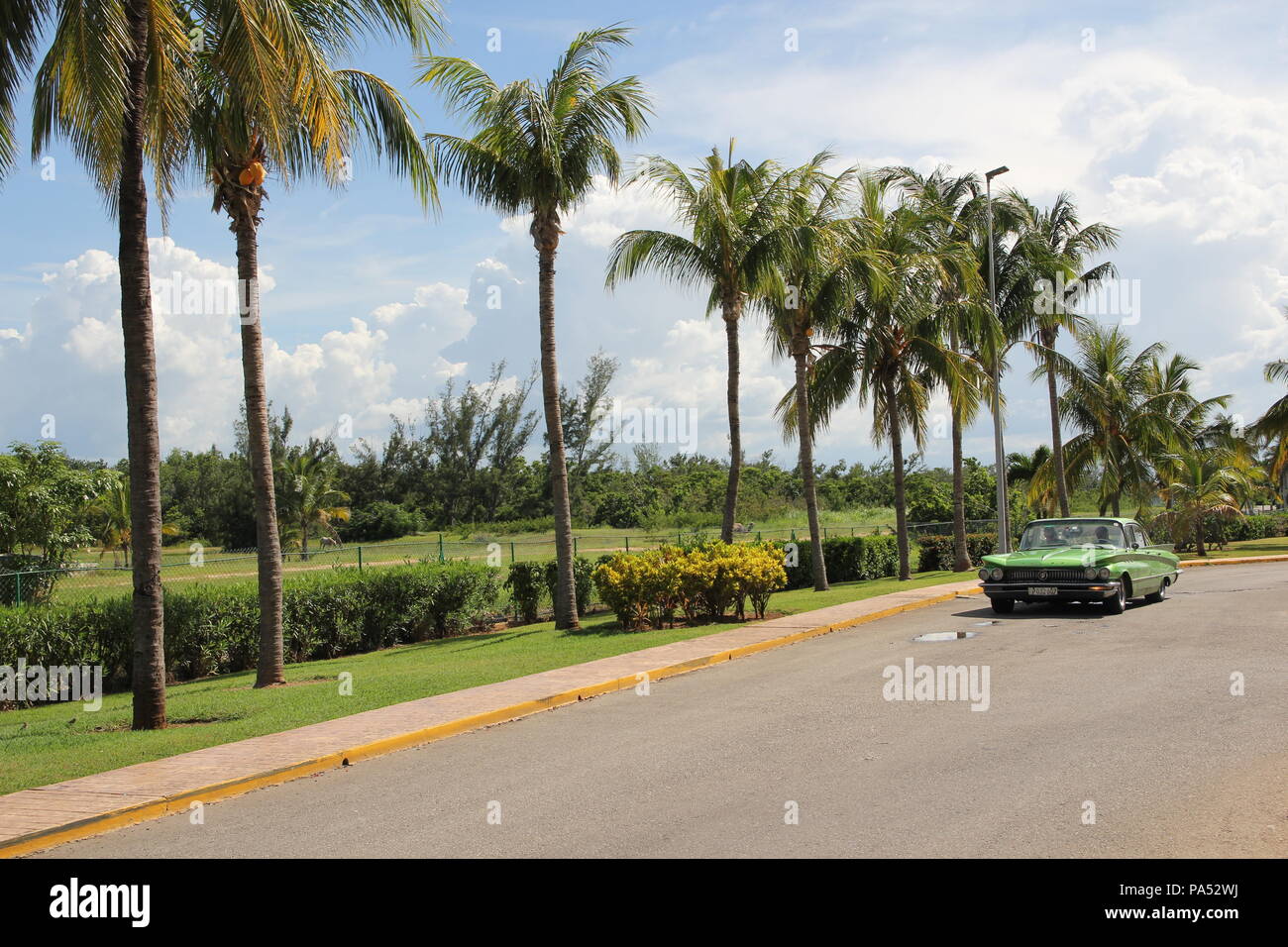 Green vintage americano auto scorre lungo una fila di alberi di palma Foto Stock