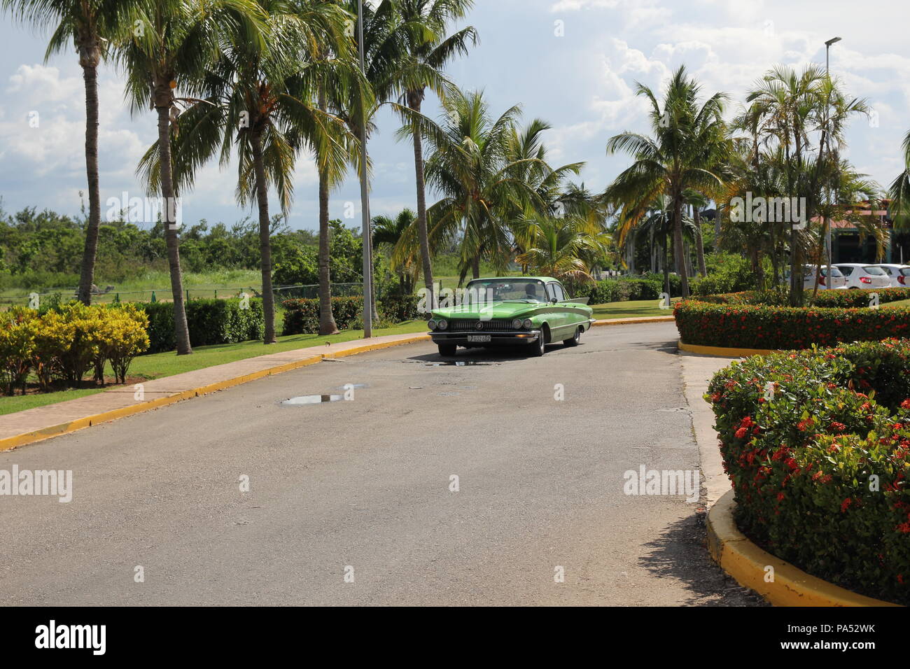 Green vintage americano auto scorre lungo una fila di alberi di palma Foto Stock