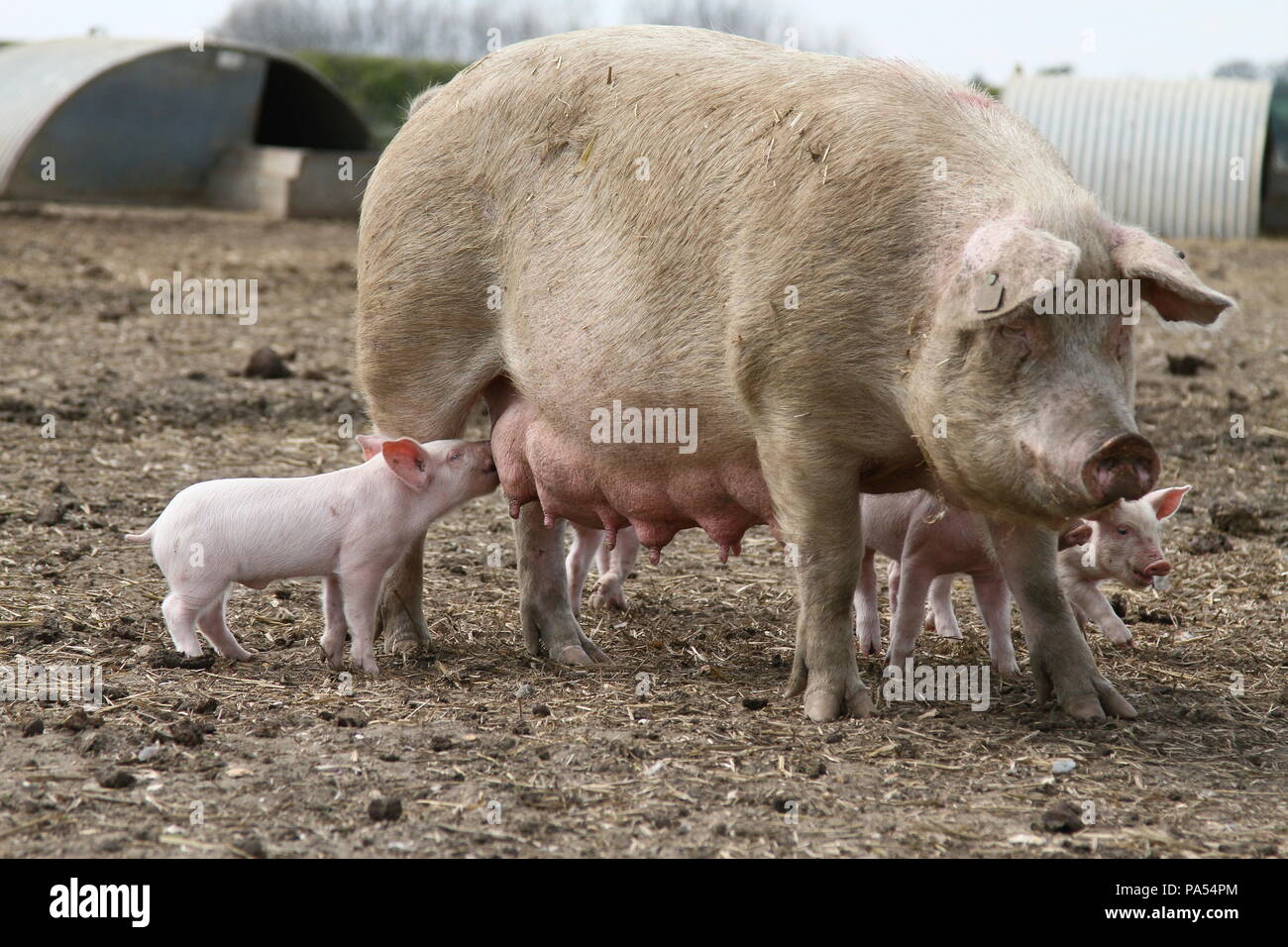 I suini e i suinetti. Maiale di grandi dimensioni. Agricoltura e allevamento. Allevamento suino. I suini e i suinetti che vivono in condizioni eccellenti in un allevamento di suini in Oxfordshire. In Inghilterra. Allevamento di animali. Allevamento di animali da reddito in buone condizioni. Allevamento di suini in buone condizioni. La salute e il benessere degli animali. Maiale. I suini. I suinetti. Credito foto Russell Moore. Foto Stock