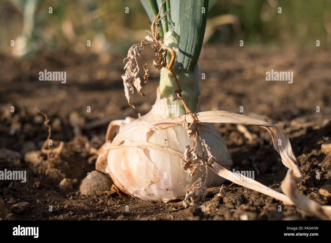 Gigante di cipolla bianca cresce nel terreno. Foto Stock