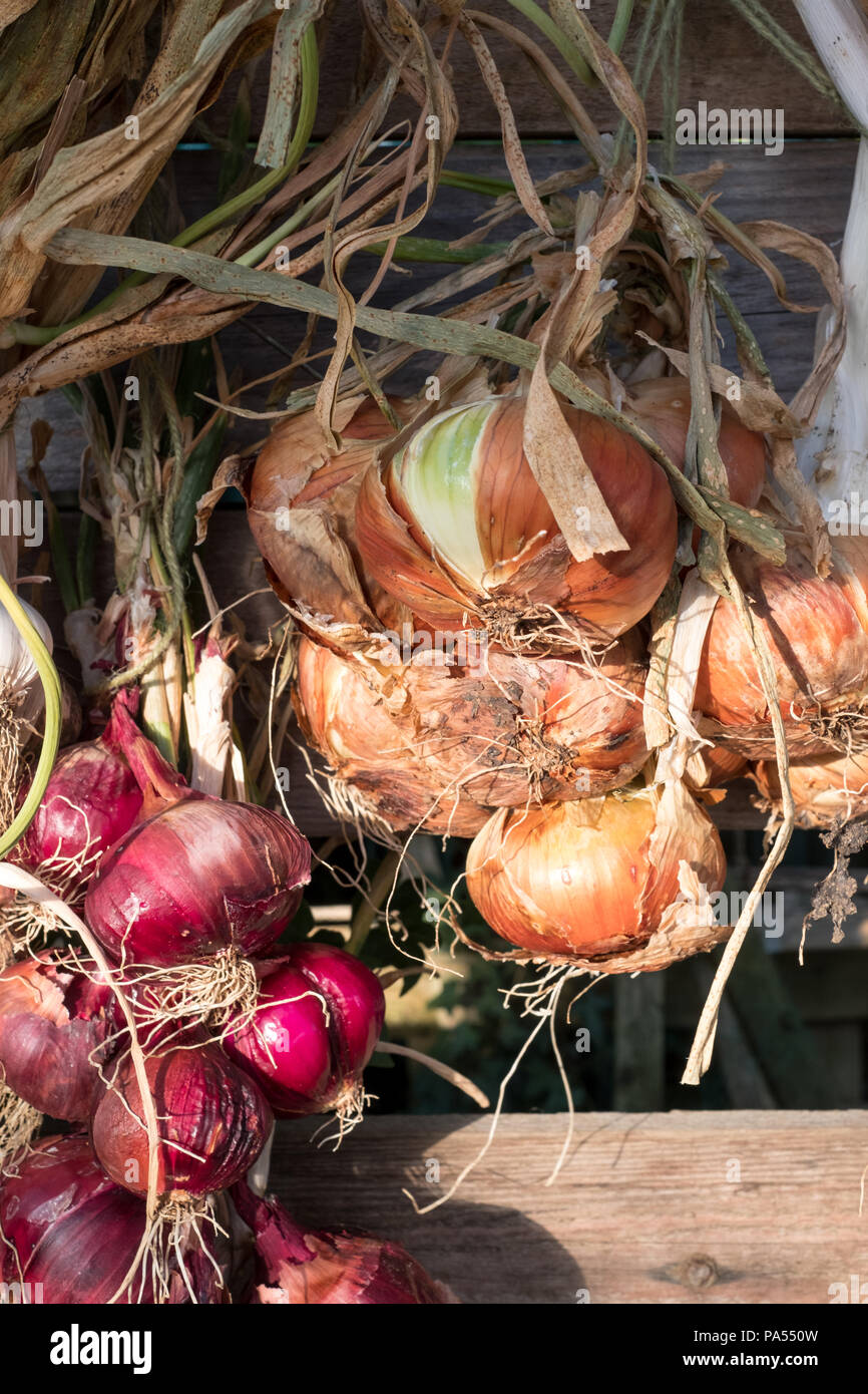 Stringa di rosso e rosolare le cipolle le catture nel tardo pomeriggio il sun. Le cipolle sono appesi fuori per conservarli per l'inverno. Foto Stock
