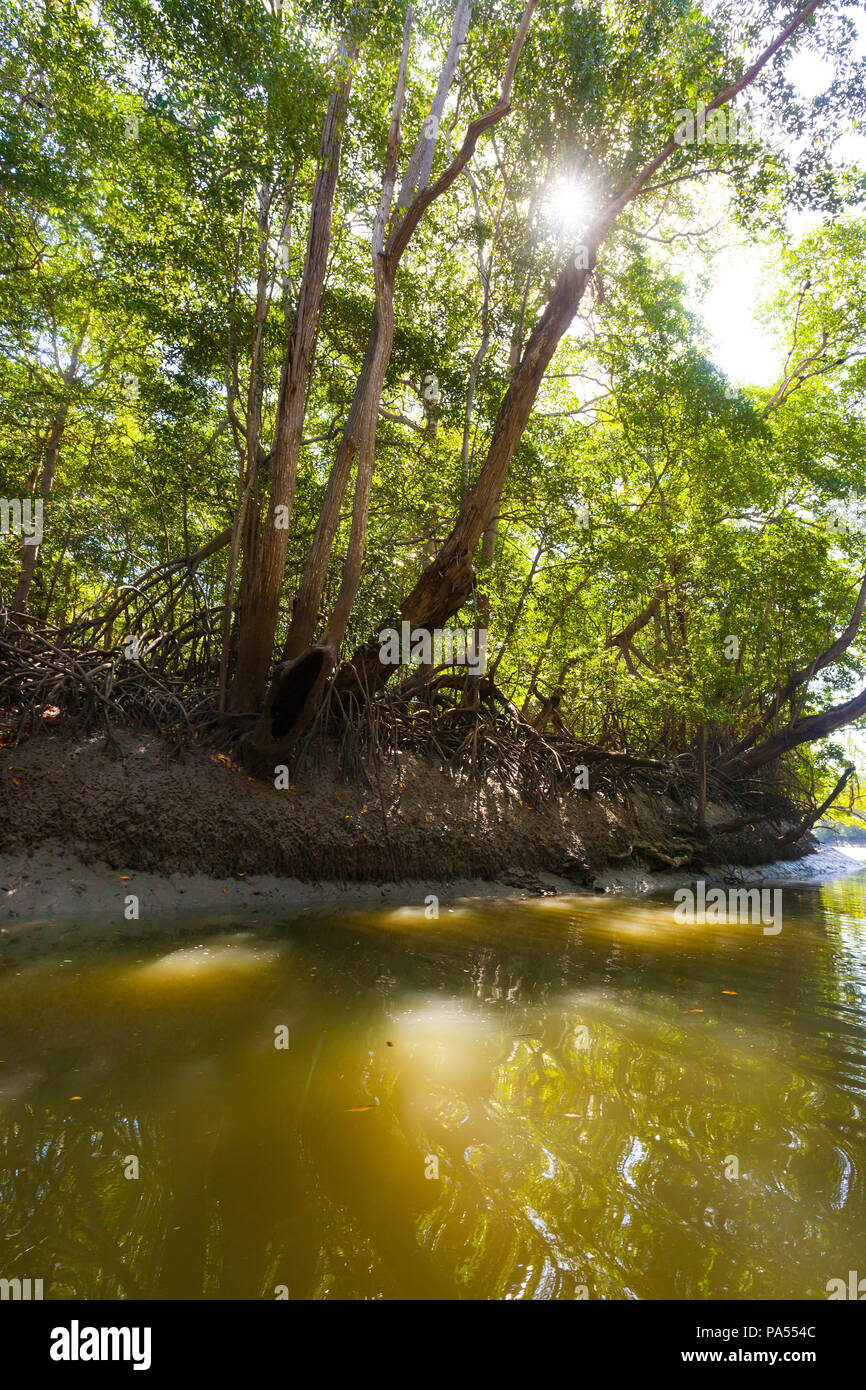 Paesaggio di Panama con foresta di mangrovie accanto a Rio Grande sulla costa del Pacifico, provincia di Colle, Repubblica di Panama, America Centrale. Foto Stock