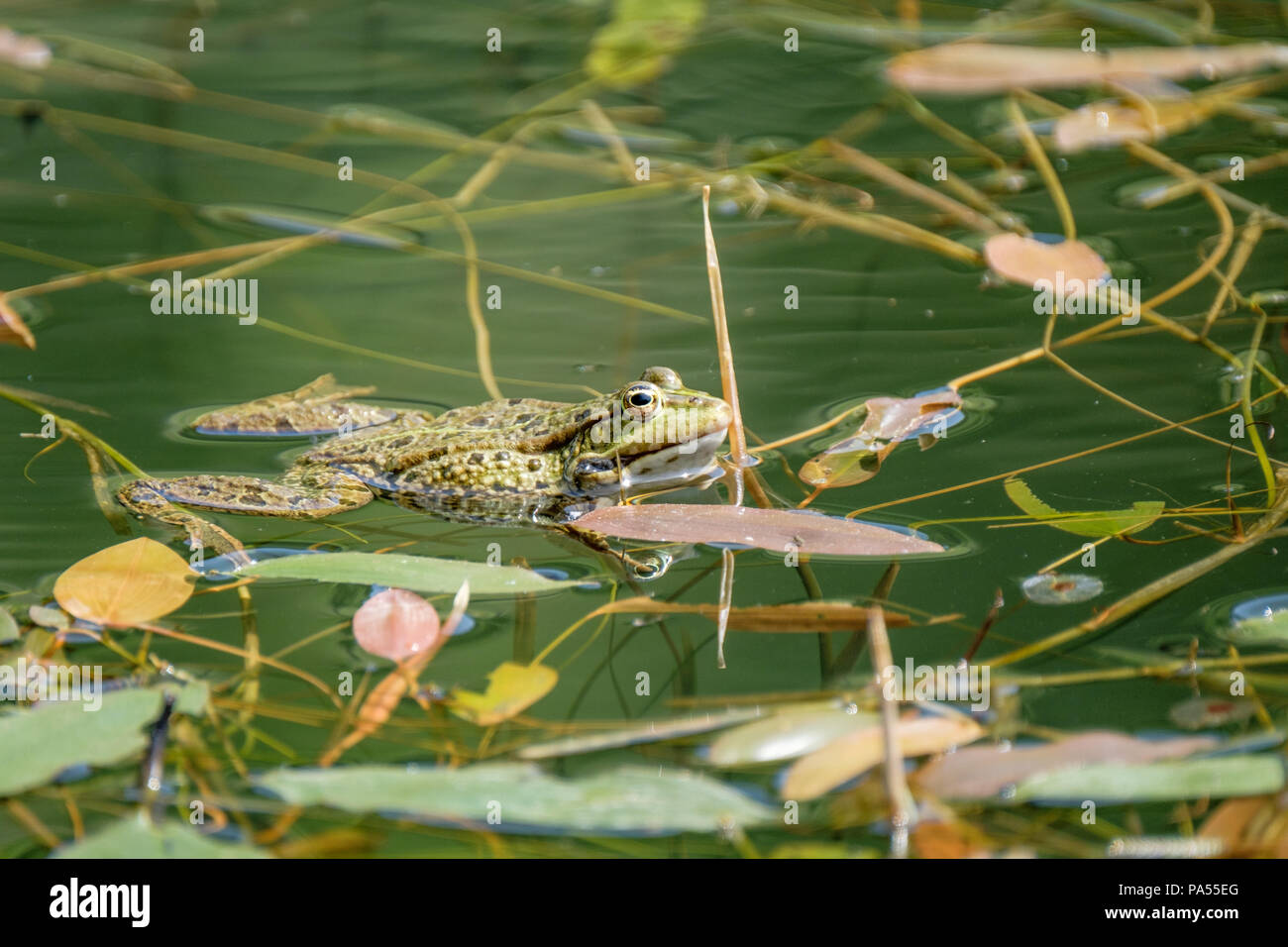 Rana nuotare in un acqua dolce pond. Rane in una bella chiara acqua dolce pond in Svizzera Foto Stock