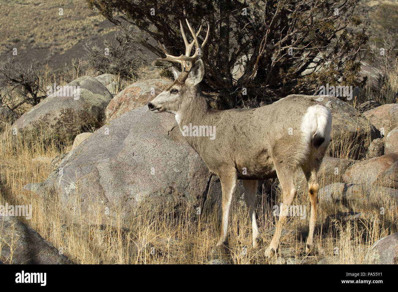 Mule Deer (Odocoileus hemionus) - maschio - STATI UNITI D'AMERICA SETTENTRIONALE Cerf mulet - Cerf à queue noire Foto Stock