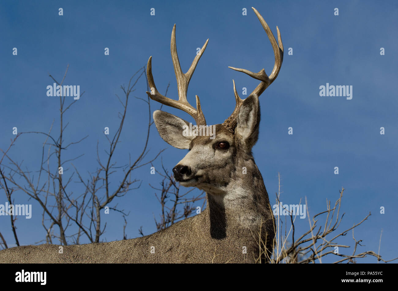 Mule Deer (Odocoileus hemionus) - maschio - Ritratto - STATI UNITI D'AMERICA SETTENTRIONALE Cerf mulet - Cerf à queue noire Foto Stock