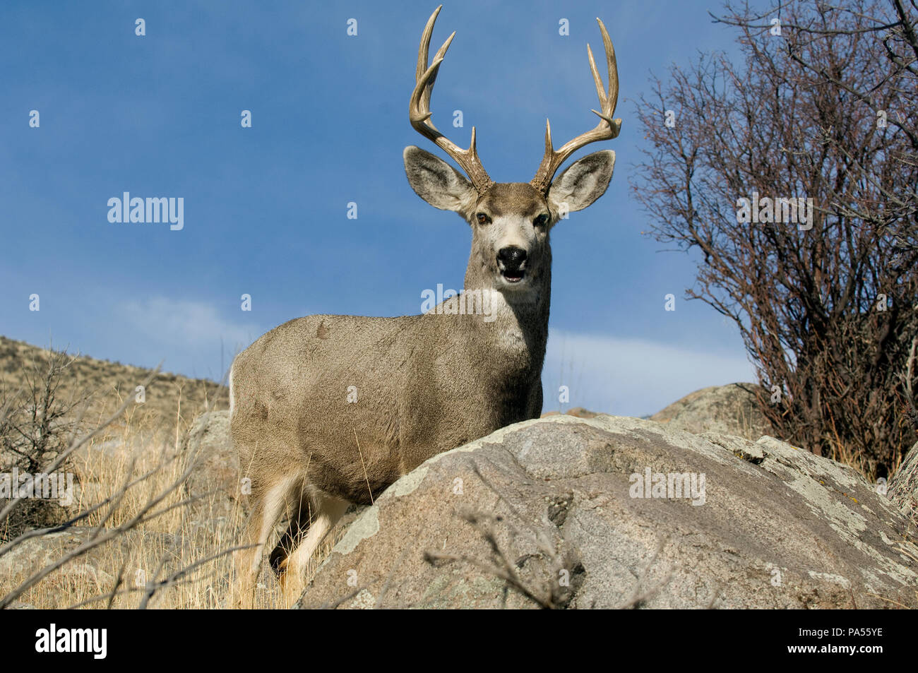 Mule Deer (Odocoileus hemionus) - maschio - STATI UNITI D'AMERICA SETTENTRIONALE Cerf mulet - Cerf à queue noire Foto Stock