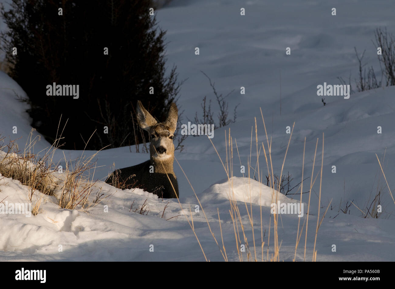 Mule Deer (Odocoileus hemionus) - Sera - America settentrionale Cerf mulet - Cerf à queue noire Foto Stock