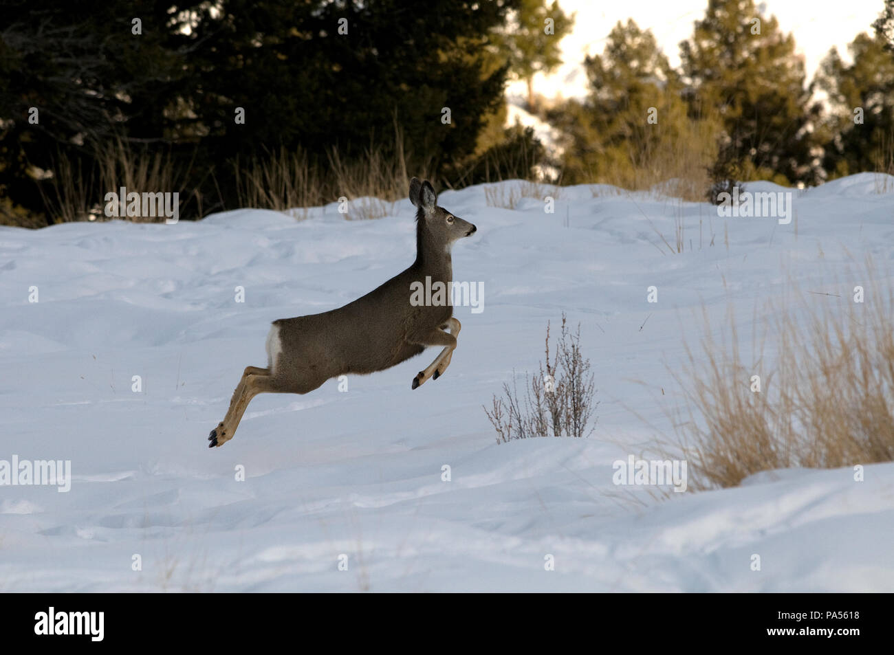Mule Deer (Odocoileus hemionus) - Jumping - STATI UNITI D'AMERICA SETTENTRIONALE Cerf mulet - Cerf à queue noire Foto Stock