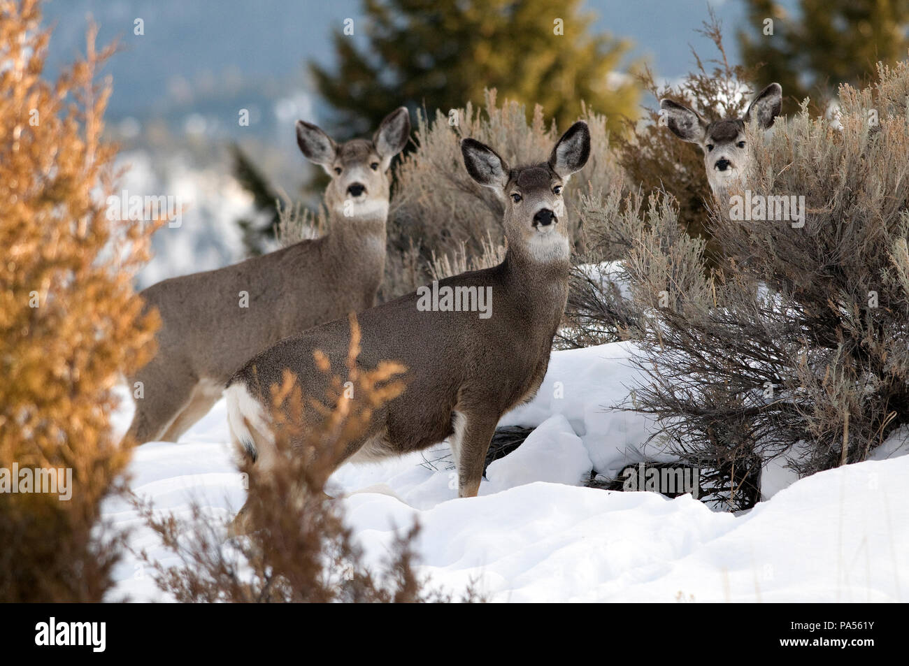 Mule Deer (Odocoileus hemionus) - Cerf mulet - Cerf à queue noire Foto Stock