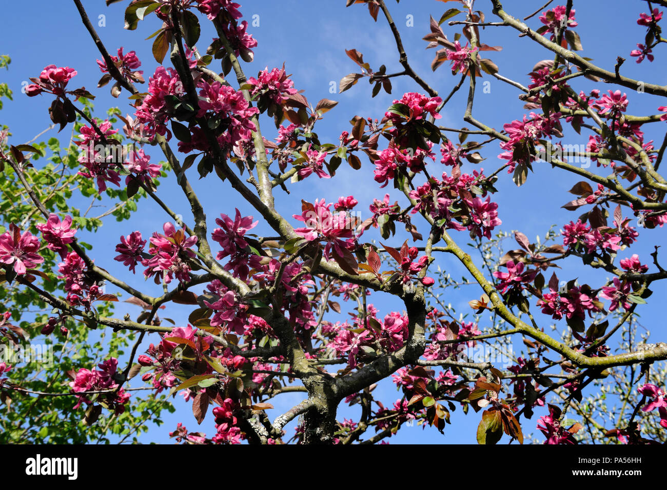 Semi-doppio di fiori rossi di una fruttificazione crab apple Aldenhamensis (Purpurea) all inizio di maggio in un giardino vicino a Caernarfon, Wales, Regno Unito. Foto Stock