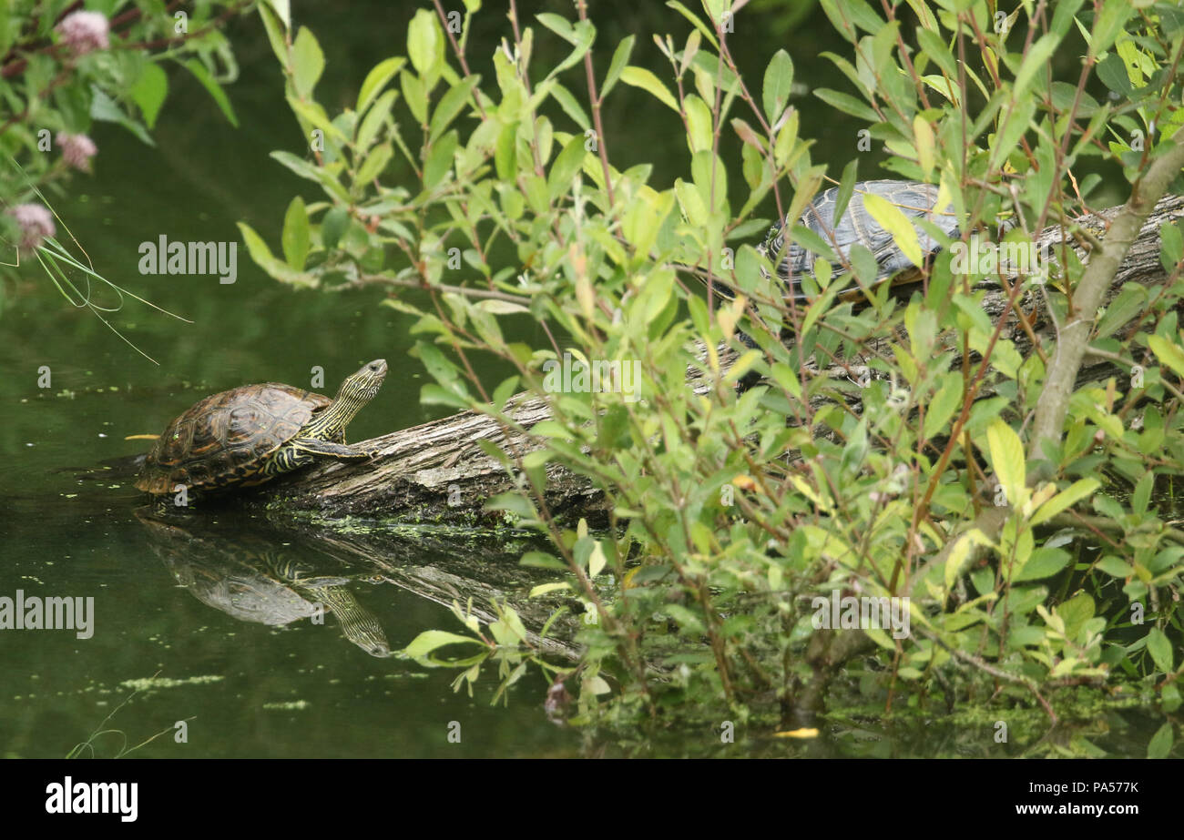 Un grazioso a becco giallo cursore (Trachemys scripta scripta) o acqua Turtle in piedi su un log in acqua nel Regno Unito. Foto Stock