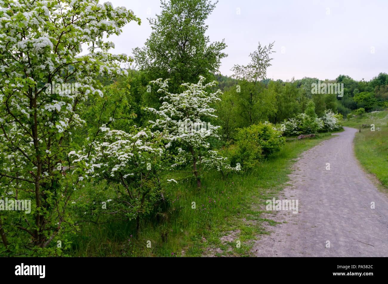 La natura di un percorso a piedi a Watergate Forest Park, Gateshead Foto Stock