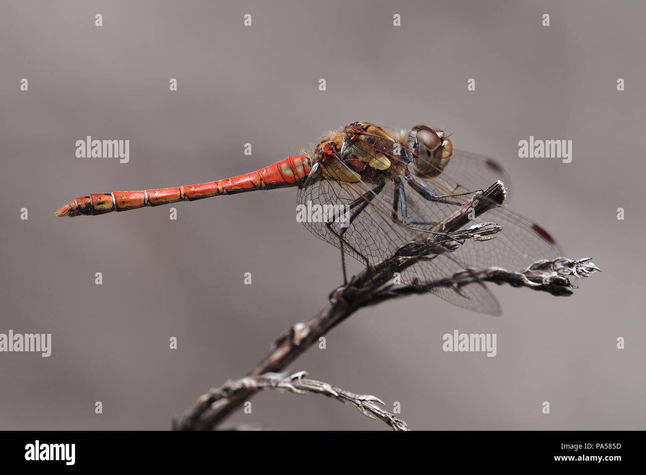 Common Darter dragonfly maschio (Sympetrum striolatum) arroccato su ramoscello. Tipperary, Irlanda Foto Stock