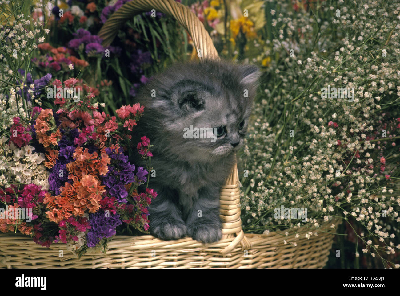 Il persiano silver tabby. Gattino in un cestino con fiori - chaton persan Foto Stock