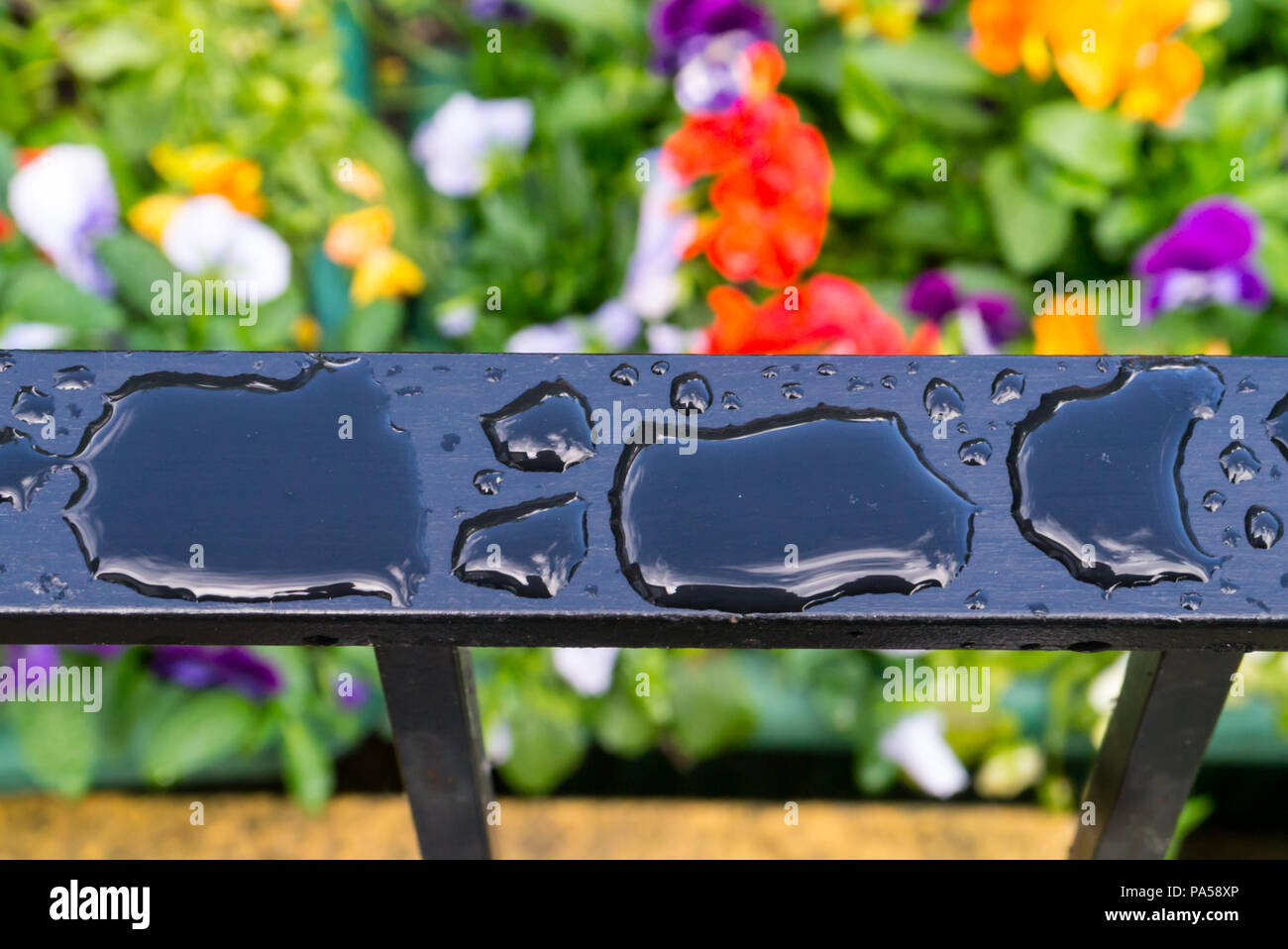 Una fotografia di close-up di pioggia su una ringhiera del giardino in un inglese il giardino interno Foto Stock