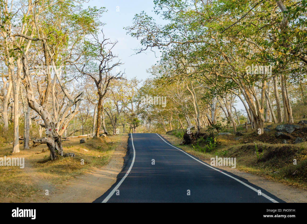 NH - 181 strada attraverso Bandipur National Park da qualche parte nei pressi del Karnataka - Tamil Nadu confine in India. Foto Stock