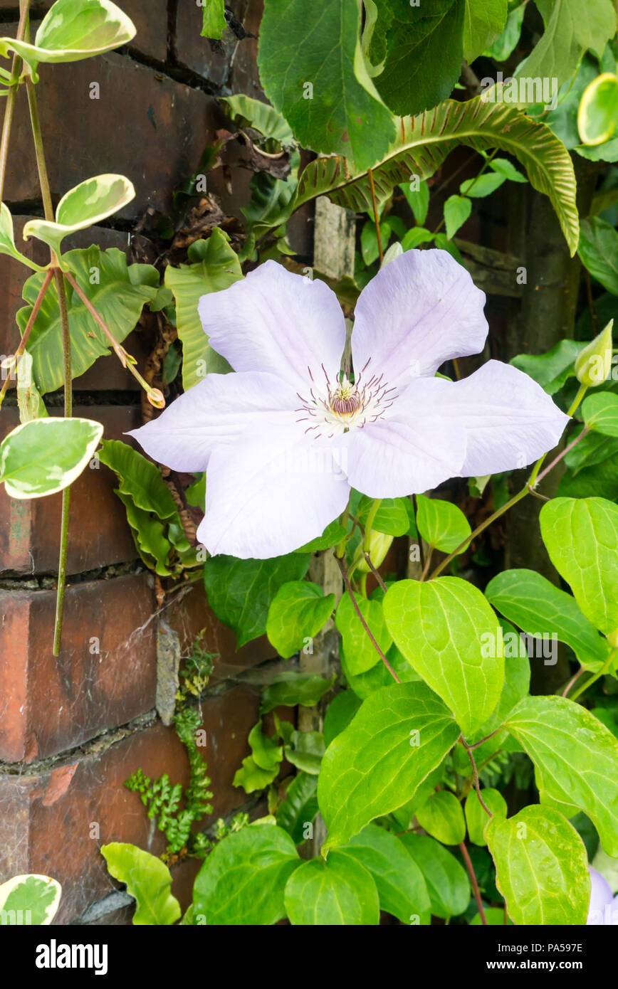 Clematis fiore cresce in un inglese il giardino interno Foto Stock