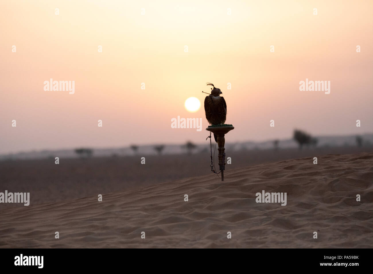 Silhouette di una Saker falcon con gli occhi coperti seduti su un pesce persico nel deserto di fronte a sunrise. Dubai, EAU. Foto Stock