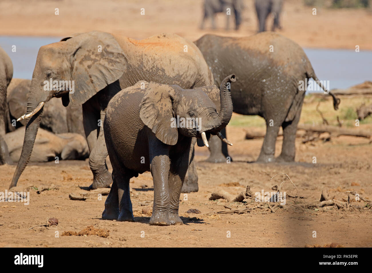 L'elefante africano (Loxodonta africana) a waterhole, Kruger National Park, Sud Africa Foto Stock