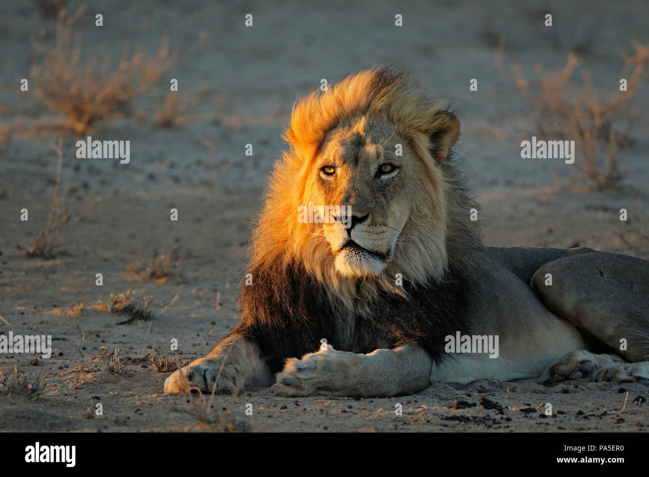 Grande maschio di leone africano (Panthera leo) in mattina presto luce, deserto Kalahari, Sud Africa Foto Stock