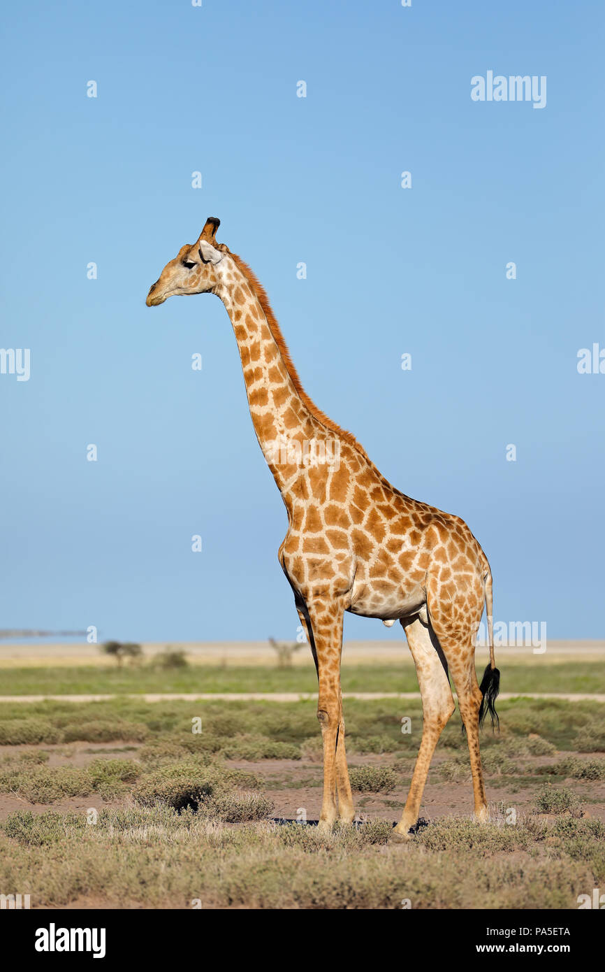 Una giraffa (Giraffa camelopardalis) sulle pianure del Parco Nazionale di Etosha, Namibia Foto Stock