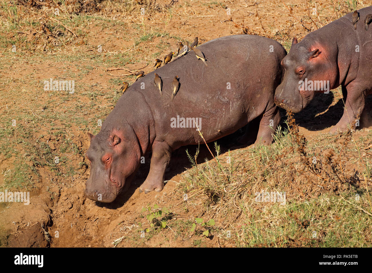 Ippopotami (Hippopotamus amphibius) con oxpecker uccelli, Kruger National Park, Sud Africa Foto Stock