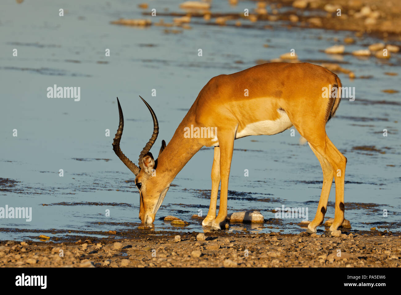 Un impala antilope (Aepyceros melampus) a Waterhole, il Parco Nazionale di Etosha, Namibia Foto Stock