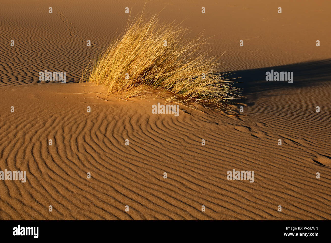 Il paesaggio del deserto rosso con dune di sabbia e di erba, Sud Africa Foto Stock