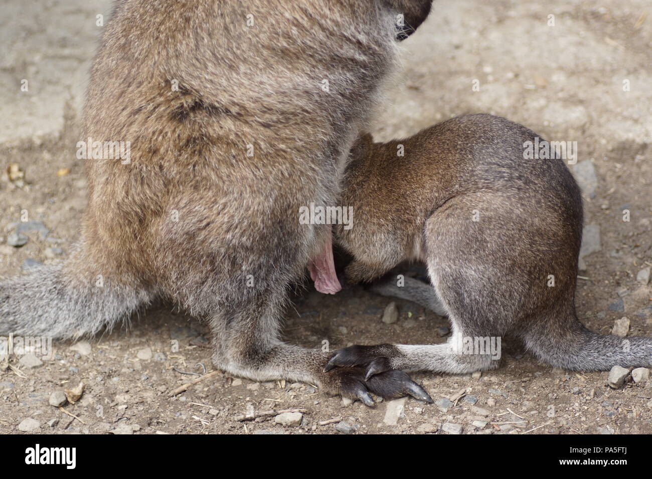 Joey wallaby Foto Stock