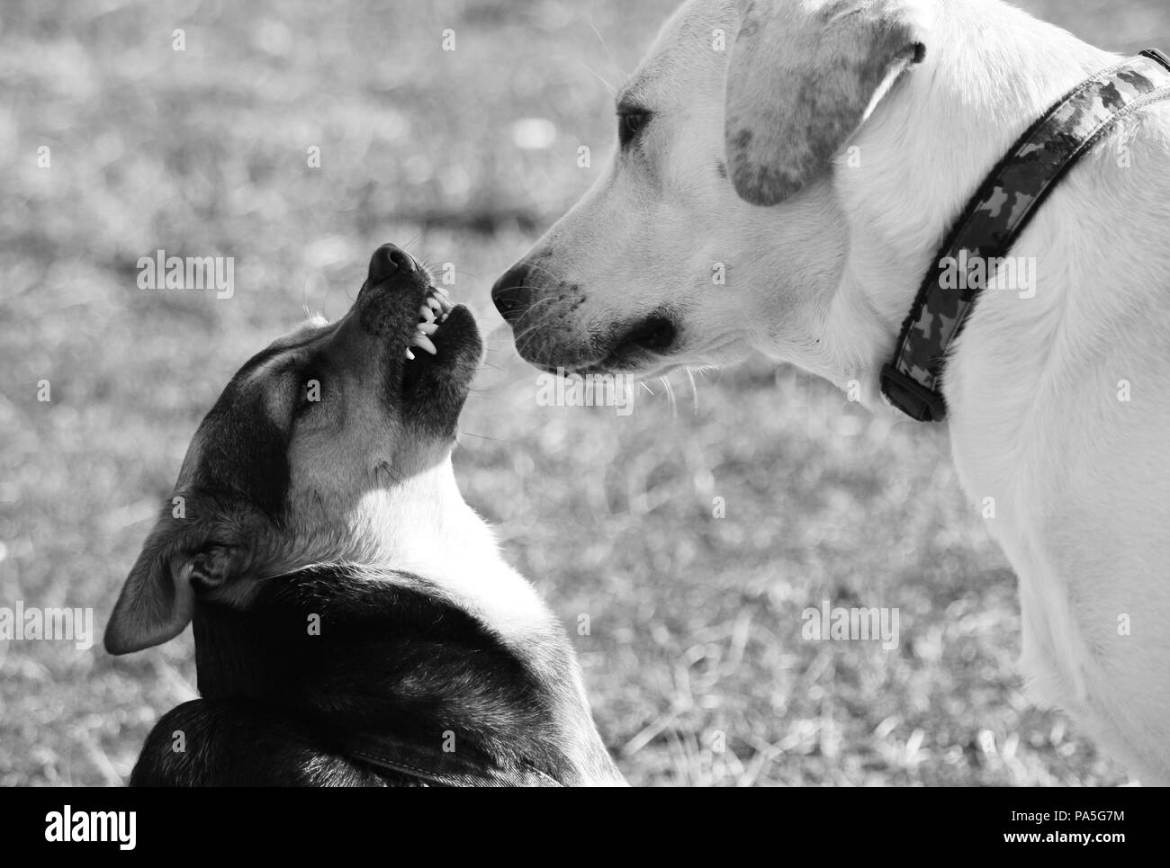 Un piccolo cane ringhia con rabbia e diffidenza verso un labrador che sembra tranquillo. Foto Stock