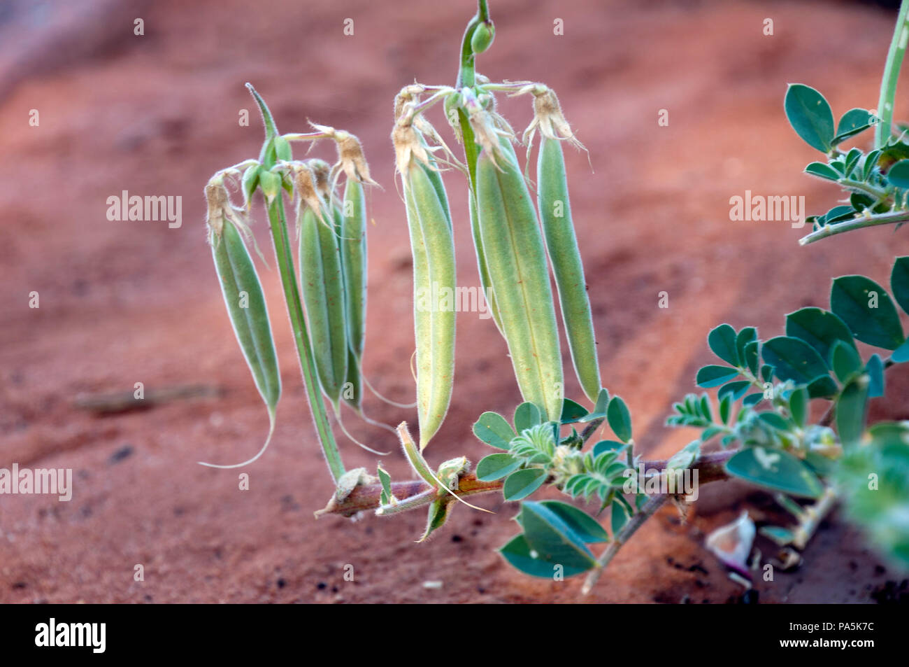 Porto Augusta in Sud Australia, Sturt Desert pianta di piselli con baccelli Foto Stock