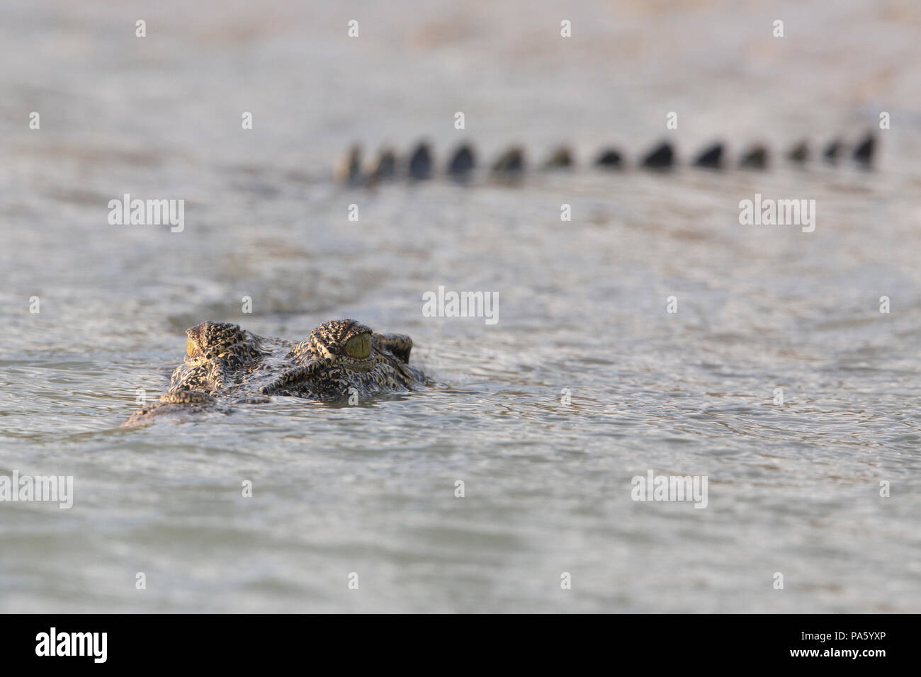 Coccodrillo di acqua salata, Australia occidentale Foto Stock