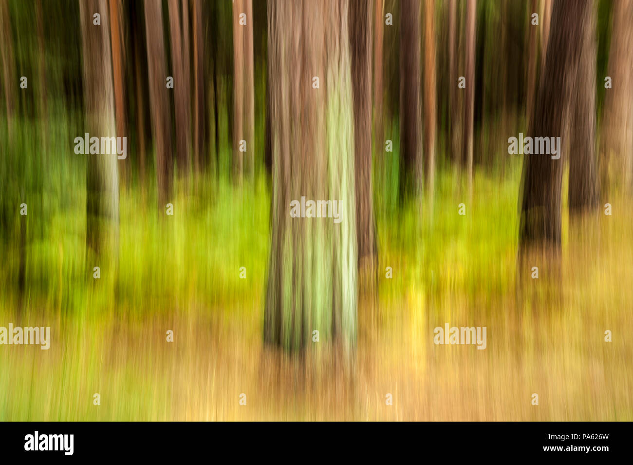 09-10-14 Il raggruppamento legno, East Lothian, Scozia, Regno Unito. Immagini sfocate, alberi astratti. Foto scattata con una lenta velocità di otturazione e movimento. Foto: © Simon Grosset Foto Stock