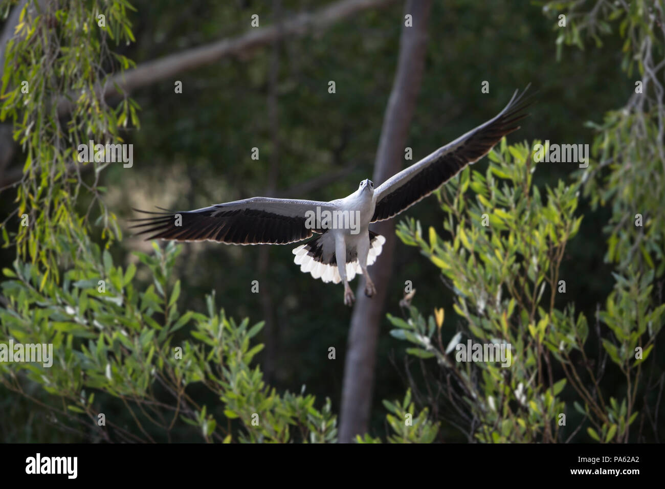 Bianco-mare panciuto-eagle (Haliaeetus leucogaster) in volo - Il Kimberley Foto Stock