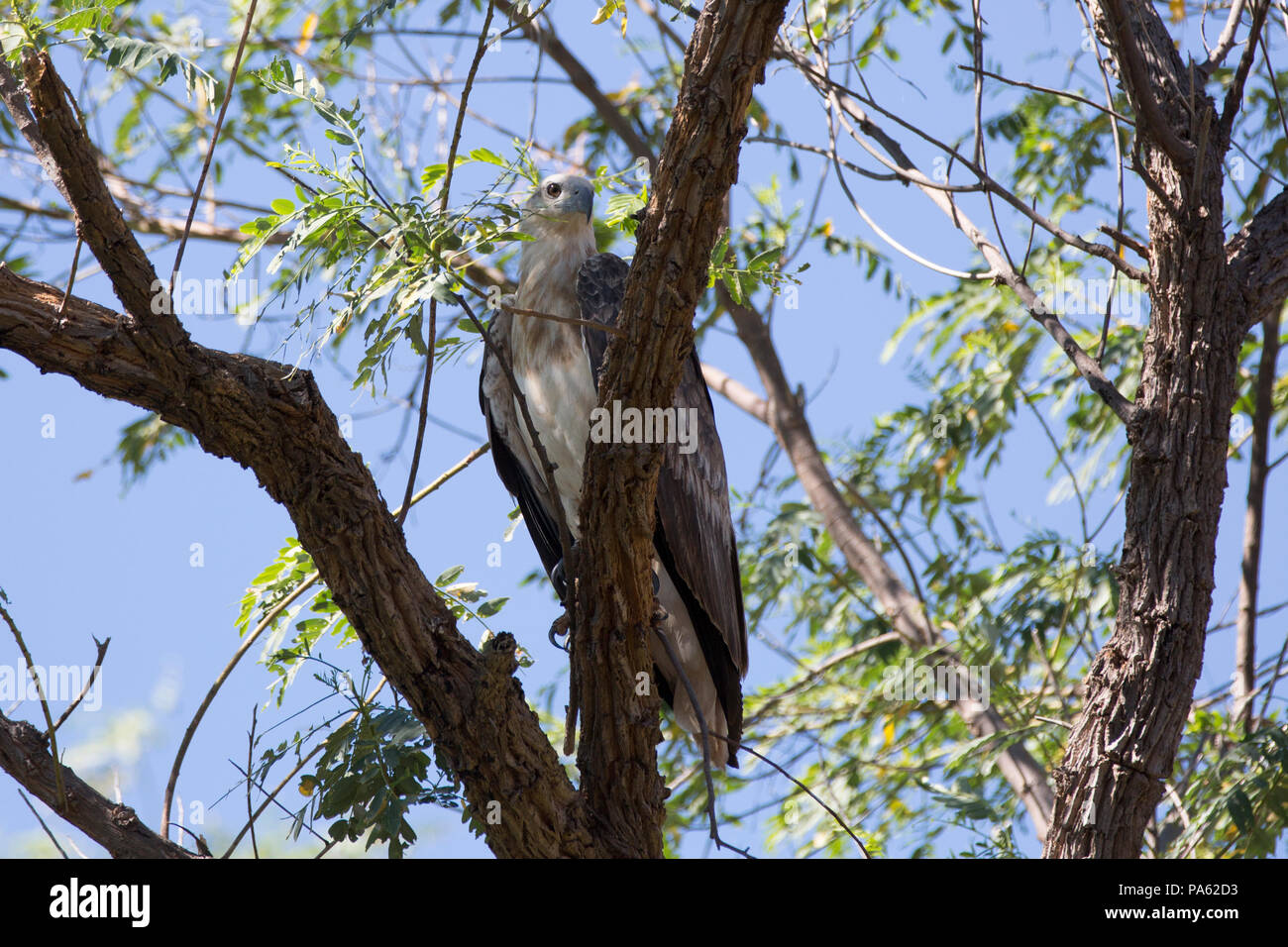 Bianco-mare panciuto-eagle (Haliaeetus leucogaster) nella Kimberley Foto Stock