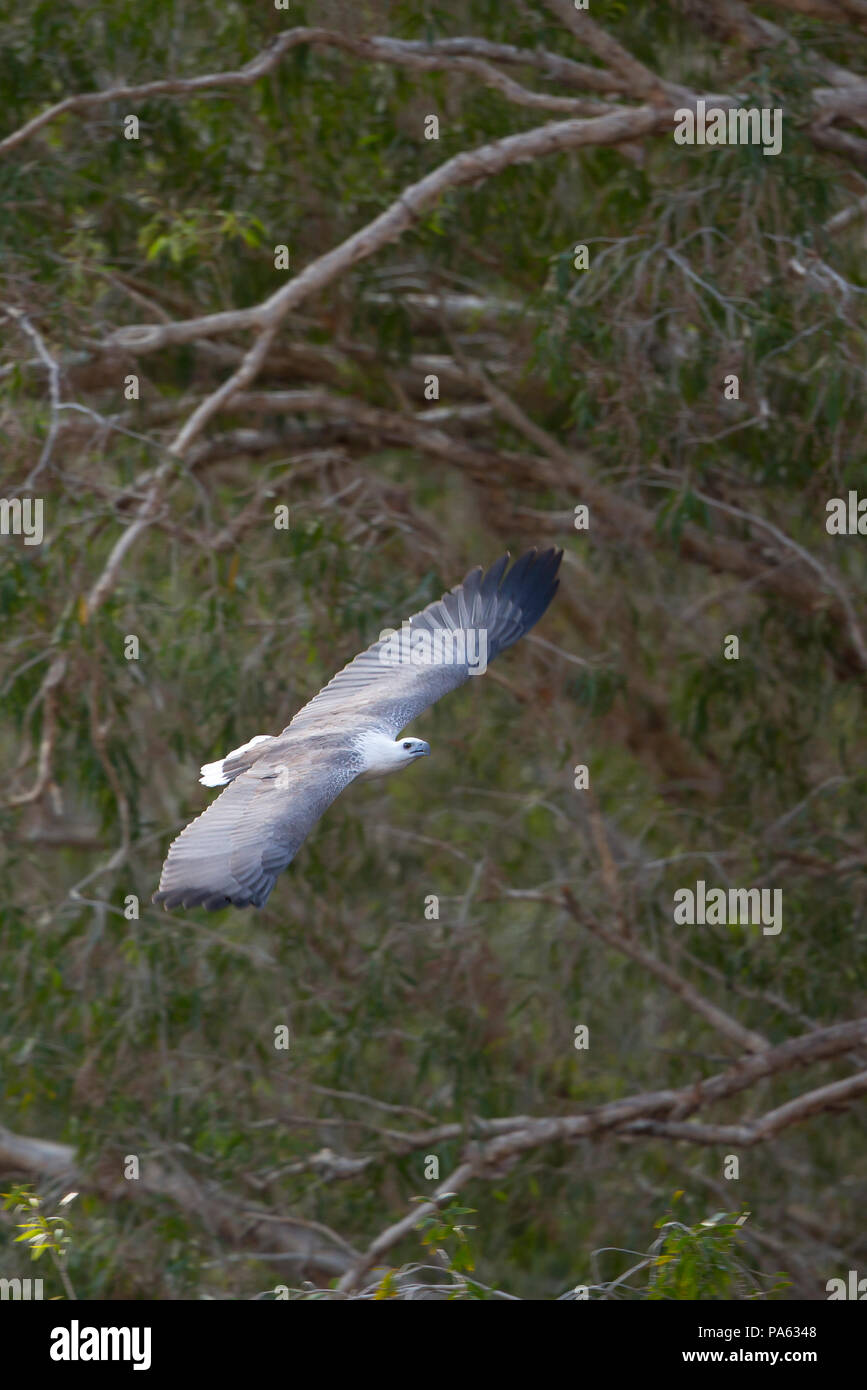 Bianco-mare panciuto-eagle (Haliaeetus leucogaster) in volo - Il Kimberley Foto Stock