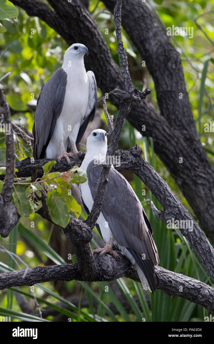 Bianco-mare panciuto-eagle (Haliaeetus leucogaster) nella Kimberley Foto Stock