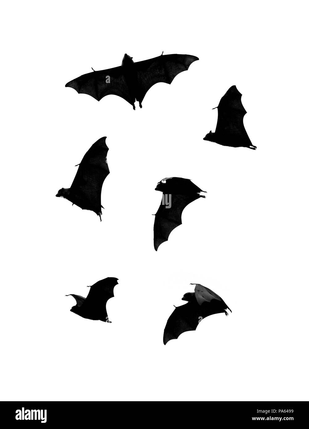 Una fotografia di alcuni pipistrelli per le illustrazioni Foto Stock