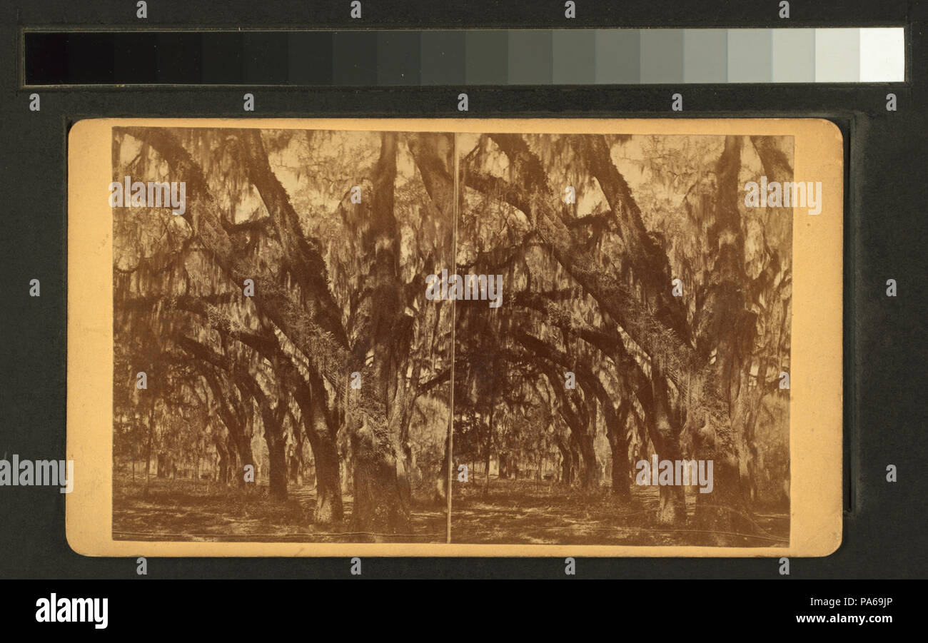 215 cimitero Bonaventura (NYPL B11707429-G90F152 090ZF) Foto Stock