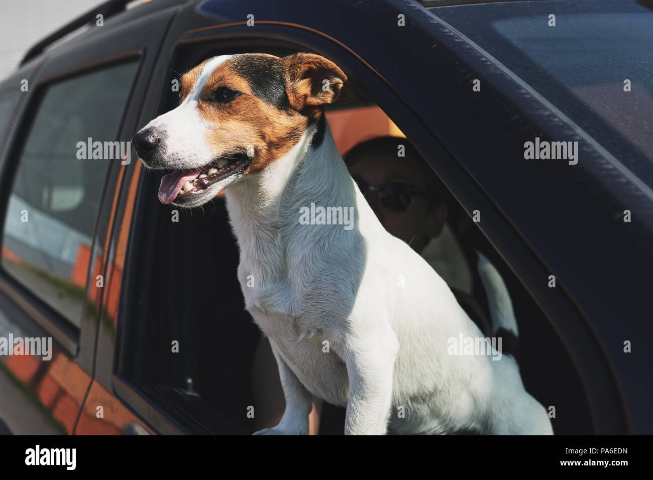 Ritratto di cane guardando attraverso auto della finestra Foto Stock