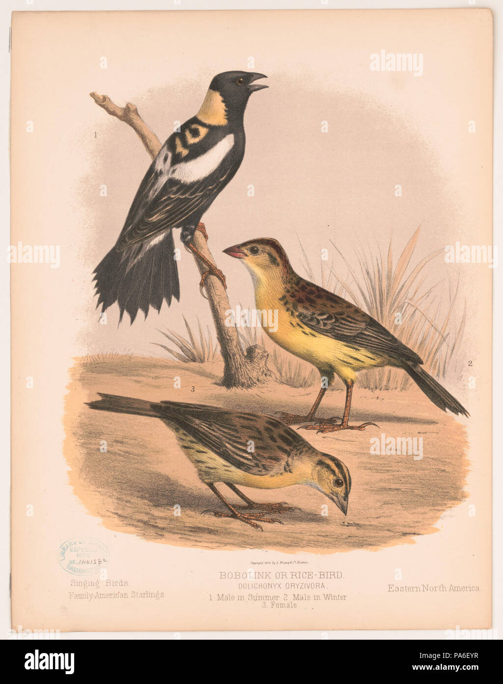 214 Bobolink o riso-bird. Oryzivora Dolichonyx. 1. Maschio in estate. 2. Maschio in inverno. 3. Femmina2003664028 LCCN Foto Stock 214 Bobolink o riso-bird. Oryzivora Dolichonyx. 1. Maschio in estate. 2. Maschio in inverno. 3. Femmina2003664028 LCCN Foto Stock
