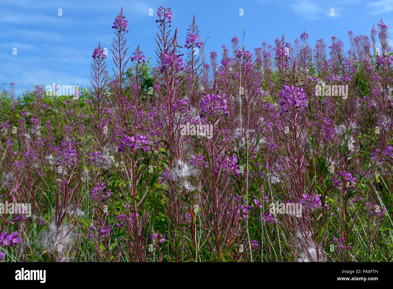 Rosebay willow herb Chamaenerion angustifolium fiori contro un cielo blu Foto Stock