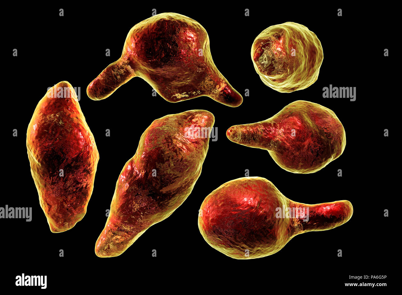 Mycoplasma genitalium batteri, illustrazione. Si tratta di un trasmesso sessualmente organismo che provoca la non-da gonococchi uretriti negli uomini e nelle diverse patologie infiammatorie del tratto riproduttivo sindromi nella donna come cervicite, malattie infiammatorie pelviche e sterilità. Come di 2018, il suo sviluppo di resistenza agli antibiotici significa che ci sono timori che potrebbe propagarsi fuori controllo come una "uperbug'. Foto Stock