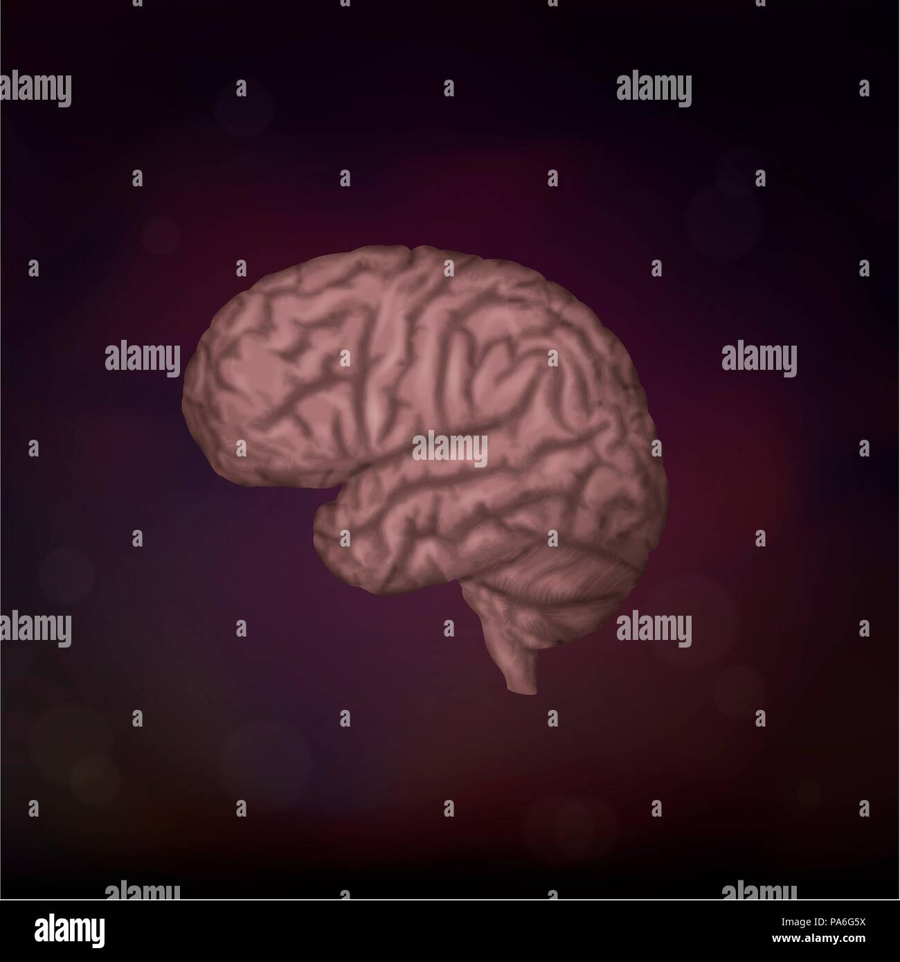 Cervello umano, illustrazione Foto Stock