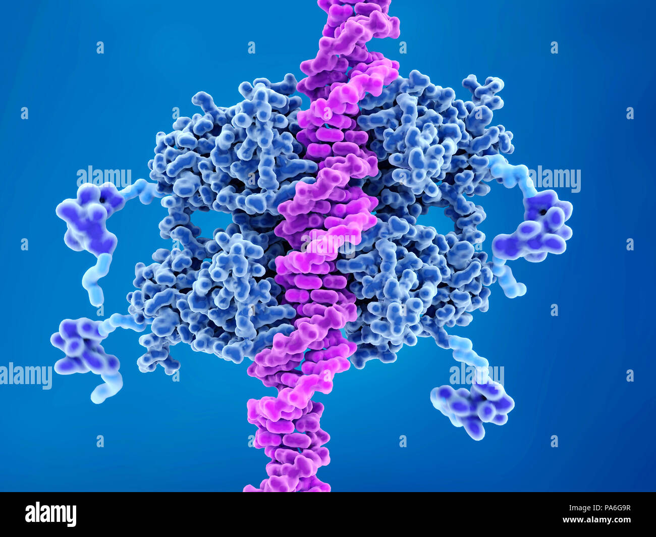 Il legame di DNA di anti-cancro proteina p53. Il modello molecolare di DNA (rosa) binding per l'anti-cancro proteina p53 (noto anche come proteina tumore 53, o TP53). Questa proteina di azione a livello cellulare gioca un ruolo nella riparazione del DNA (acido desossiribonucleico), e può essere attivato dal lavoro e contro gli oncogeni (geni che promuovono il cancro). È possibile anche avviare la morte cellulare se il danno al DNA è troppo grande. La struttura qui mostra p53's quattro domini di legame del DNA (blu scuro), come pure i suoi quattro domini di transattivazione (viola-blu, a destra e a sinistra). Foto Stock