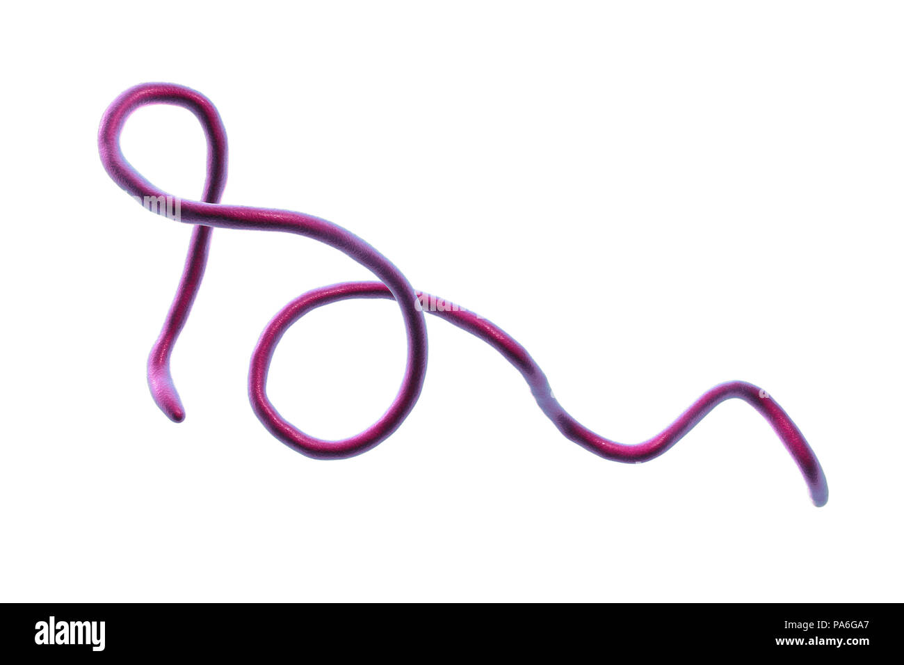 La malattia di Lyme batteri. Computer illustrazione di Borrelia burgdorferi batteri, la causa della malattia di Lyme negli esseri umani. Questi a forma di spirale spirochaete batteri vengono trasmesse agli esseri umani da punture di zecche, comunemente Ixodes ricinus in Europa e Ixodes pacificus in Nord America. Le zecche possono infestare cani domestici. I sintomi della malattia di Lyme includono lesioni cutanee, dolore muscolare, disturbi neurologici e alterazioni cardiache e artrite. Trattamento include il trattamento antibiotico e corticosteroide. Foto Stock